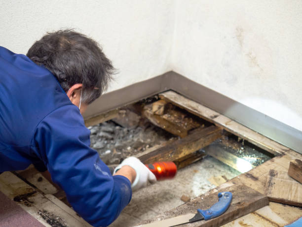 Best Crawl Space Mold Removal  in Fort Walton Beach, FL