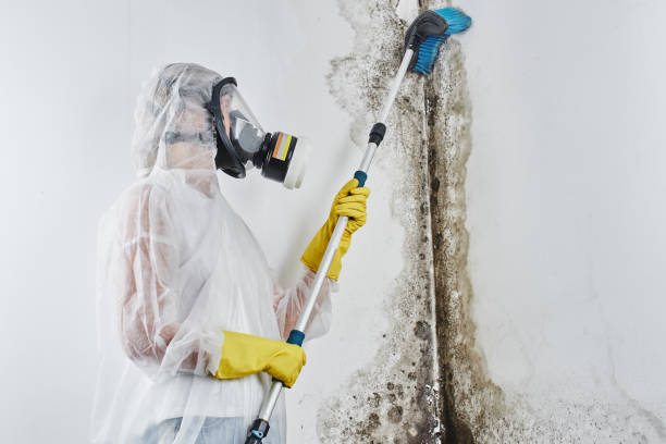 Best Toxic Mold Removal  in Fort Walton Beach, FL